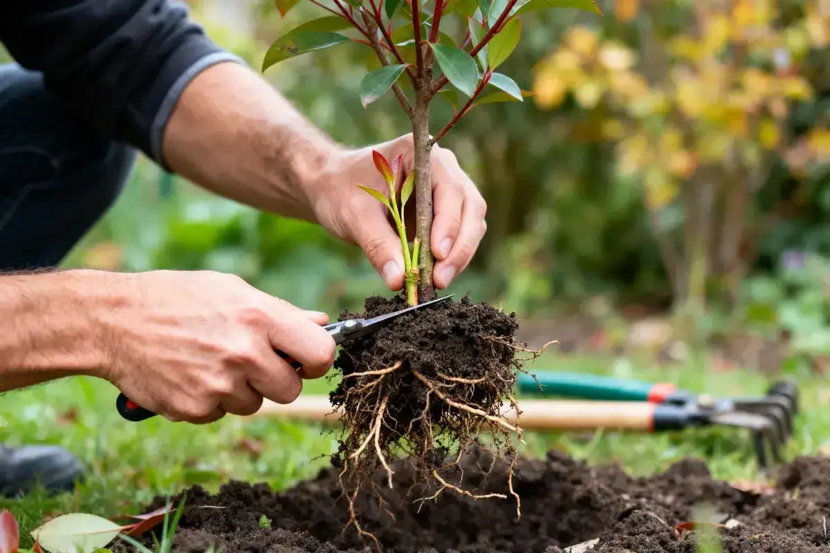 Un jardinier pr&eacute;pare une bouture de photinia pour la planter, taillant d&eacute;licatement ses racines.