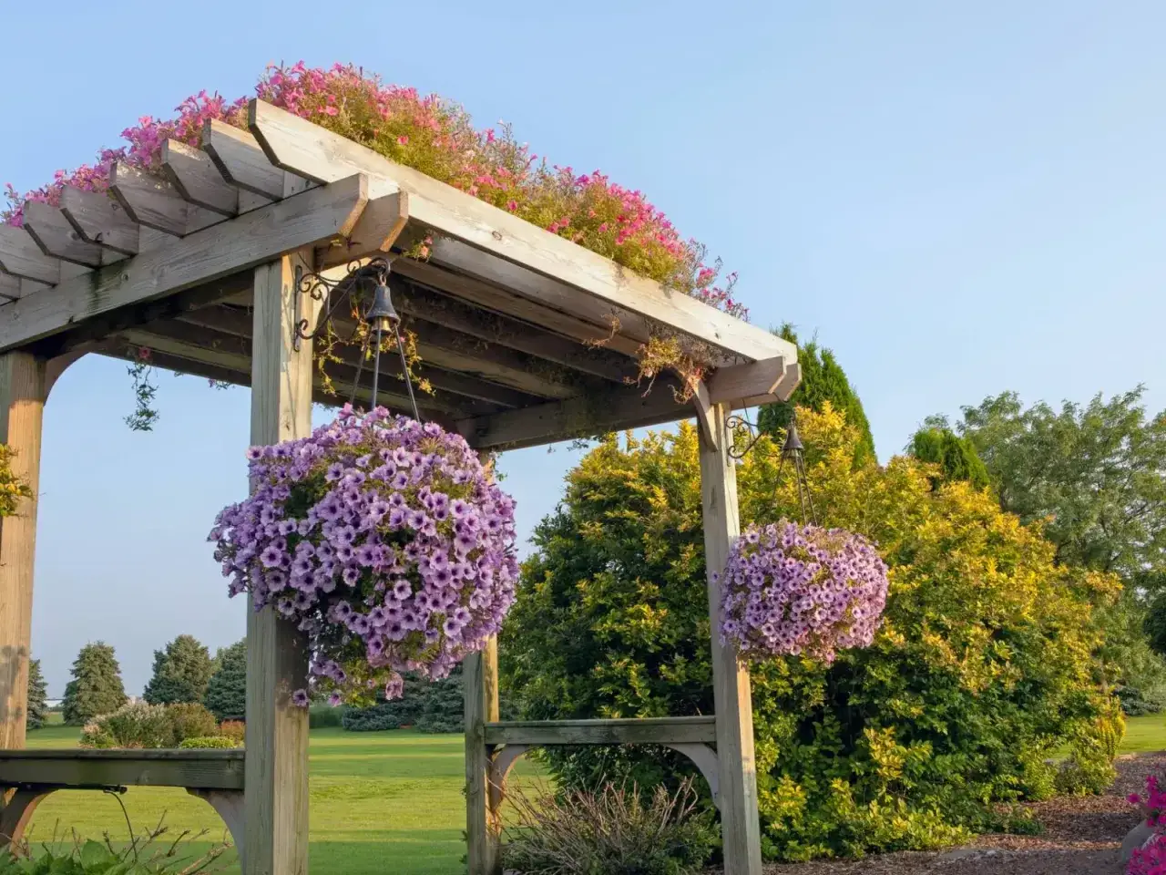Drewniana pergola ozdobiona kwitnącym milinem. Wiszące kosze pełne fioletowych kwiatów dodają uroku, a różowe kwiaty na dachu pergoli tworzą barwną koronę.