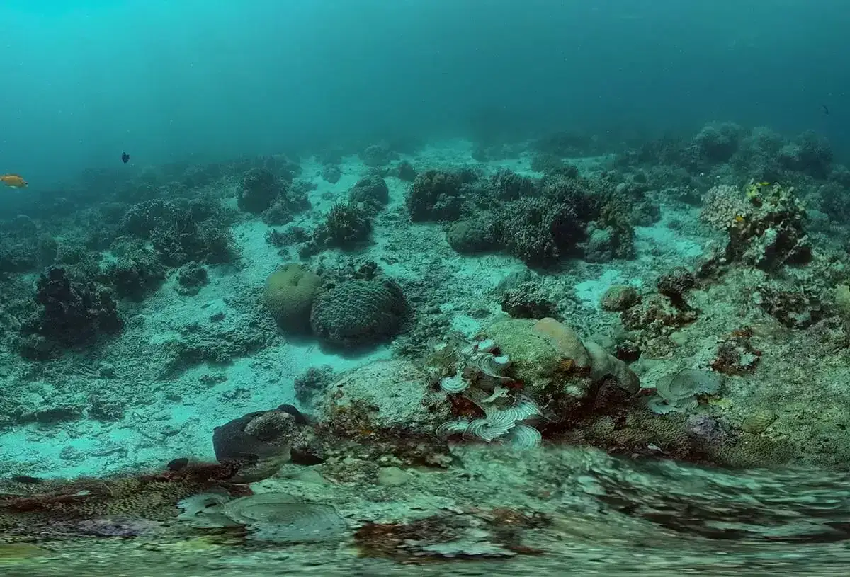 Ein **Seeteufel im Wasser** ruht auf sandigem Grund, umgeben von Korallen und anderen Meeresbewohnern.