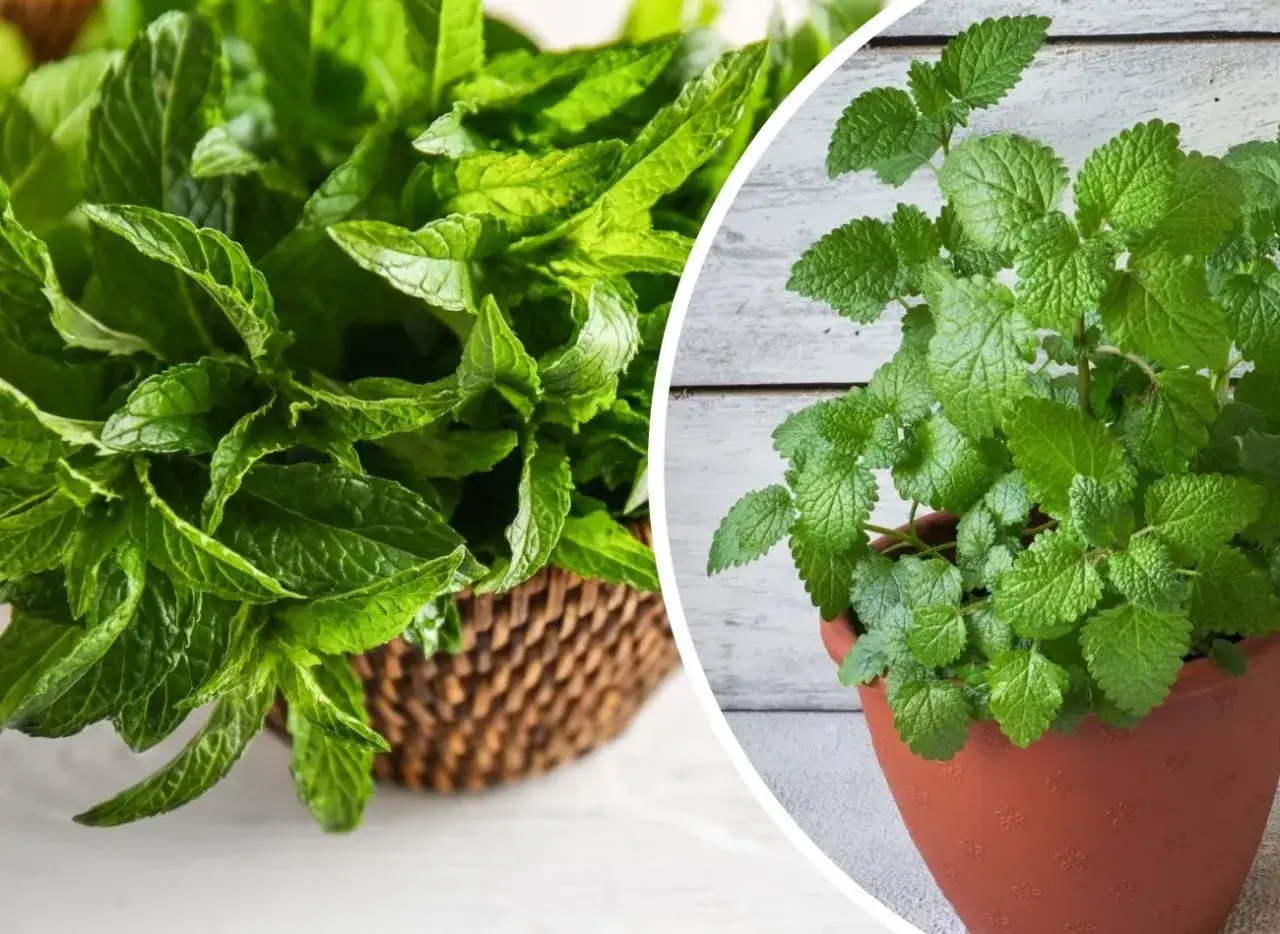 Świeża mięta w koszyku i w doniczce. Aromat tej rośliny pobudza zmysły.