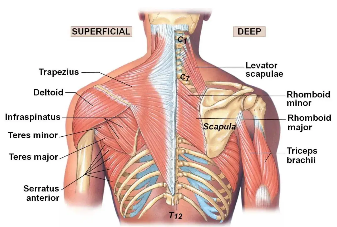 Rückenmuskulatur: Trapezius, Deltoid, Infraspinatus, Teres minor, Teres major, Serratus anterior. Tieferliegend: Levator scapulae, Rhomboid minor, Rhomboid major, Triceps brachii, Scapula.