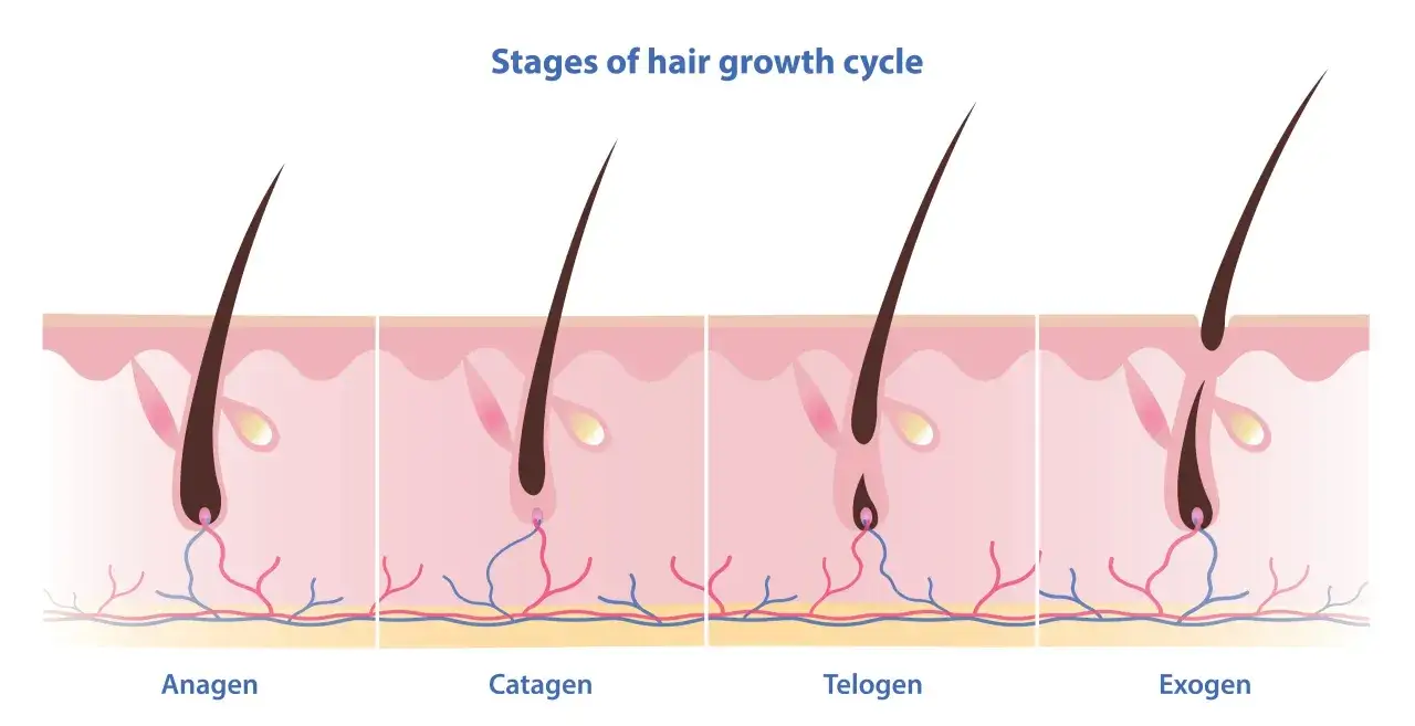 Ilustración de las etapas del ciclo de crecimiento del cabello: anágena, catágena, telógena y exógena. Muestra cómo cuanto crece el pelo en un año mujer.