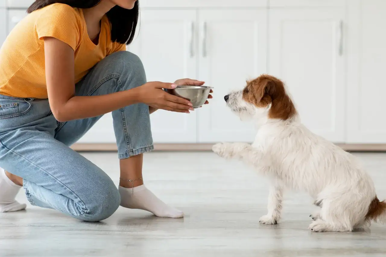 Frau kniet mit Futternapf vor Hund, der Pfote gibt. Sanfte Futterumstellung Hund beginnt.