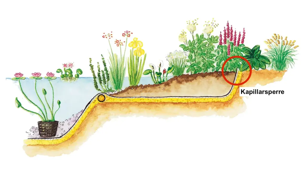 So legen Sie einen Folienteich an: Querschnitt zeigt Wasserpflanzen, Teichfolie, Kapillarsperre und Uferbepflanzung.