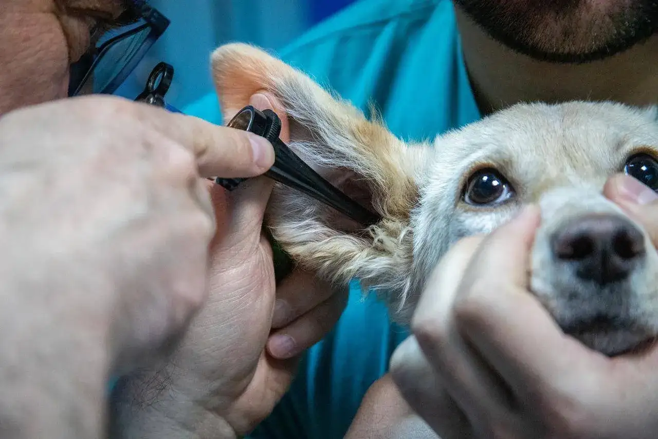 Tierarzt untersucht das Ohr eines Hundes, der sich kratzt. Keine Milben, nur ein kleiner Juckreiz.