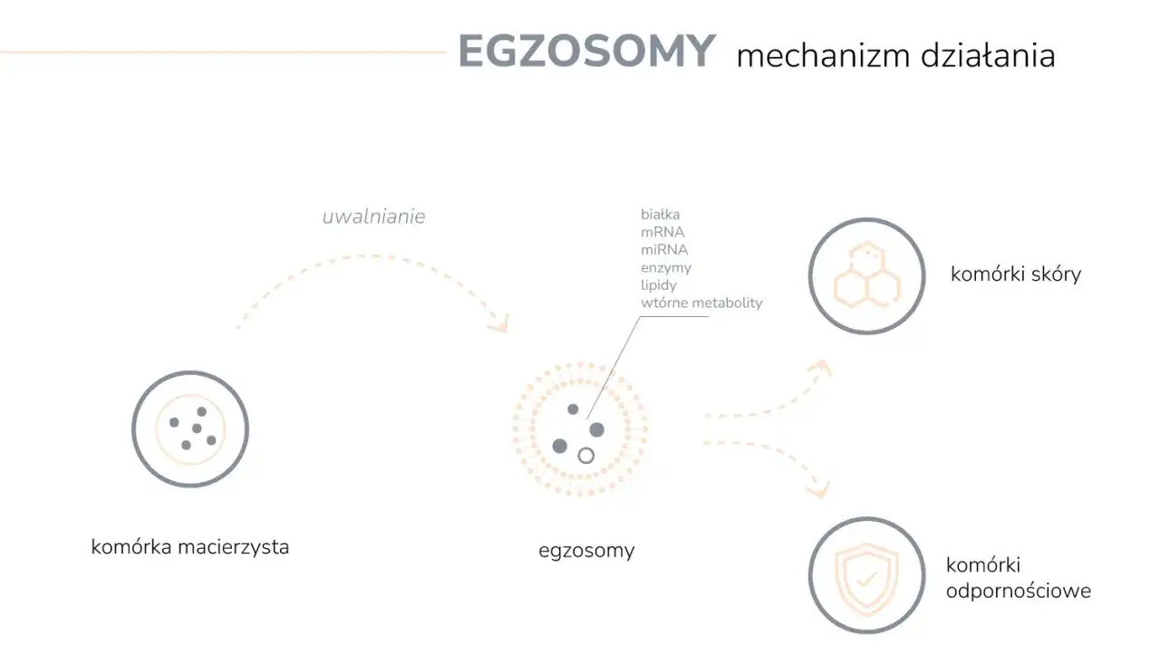 Schemat wyjaśnia, egzosomy co to: kom&oacute;rka macierzysta uwalnia egzosomy zawierające białka, mRNA, enzymy, lipidy i metabolity, kt&oacute;re wpływają na kom&oacute;rki sk&oacute;ry i odpornościowe.