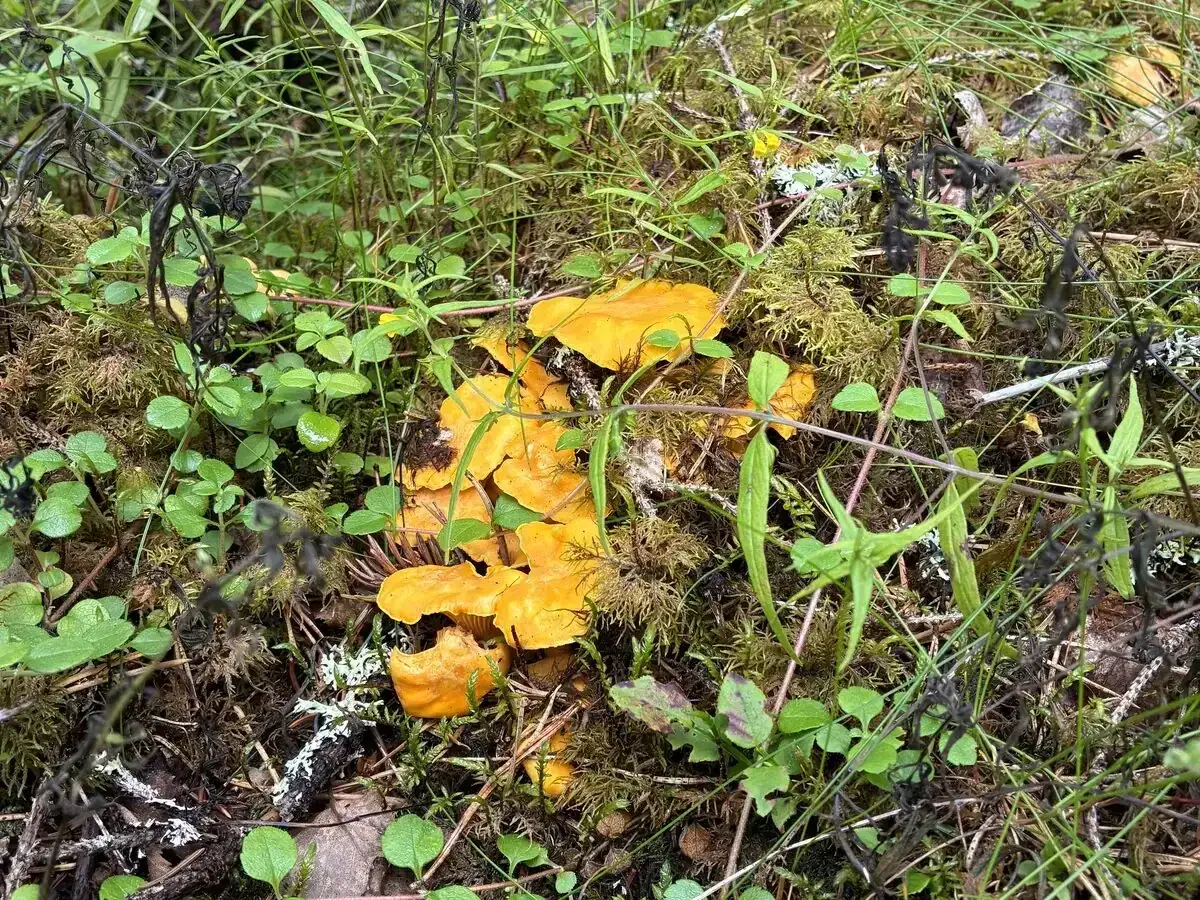 En klunga lysande gula kantareller gömmer sig i mossan. Här finns kantareller, en skatt i skogen.