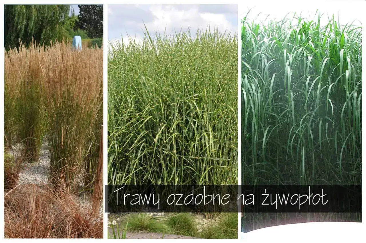 trawy ozdobne przy płocie nowoczesny ogród