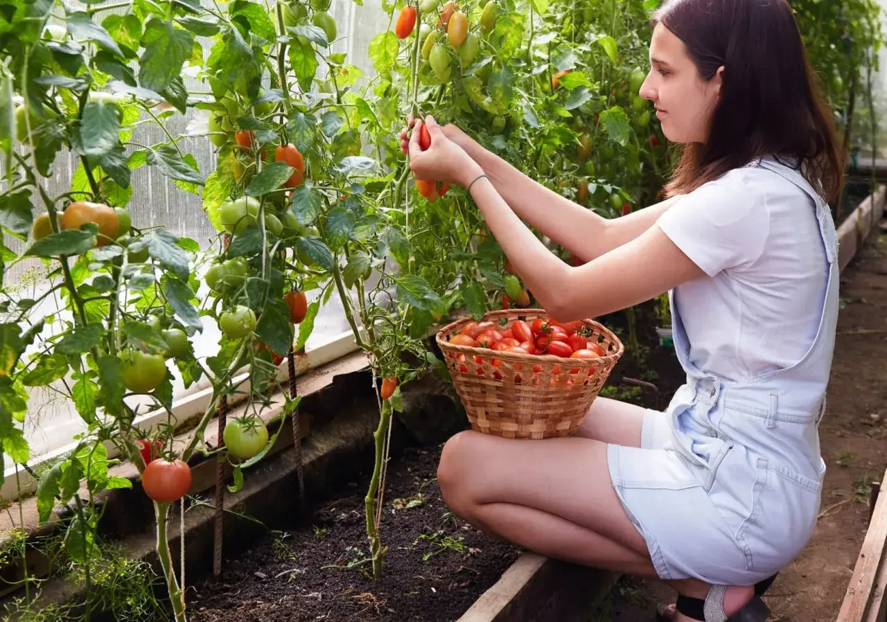 Jeune fille récoltant des tomates grappe dans une serre, un panier rempli de fruits rouges à ses côtés.