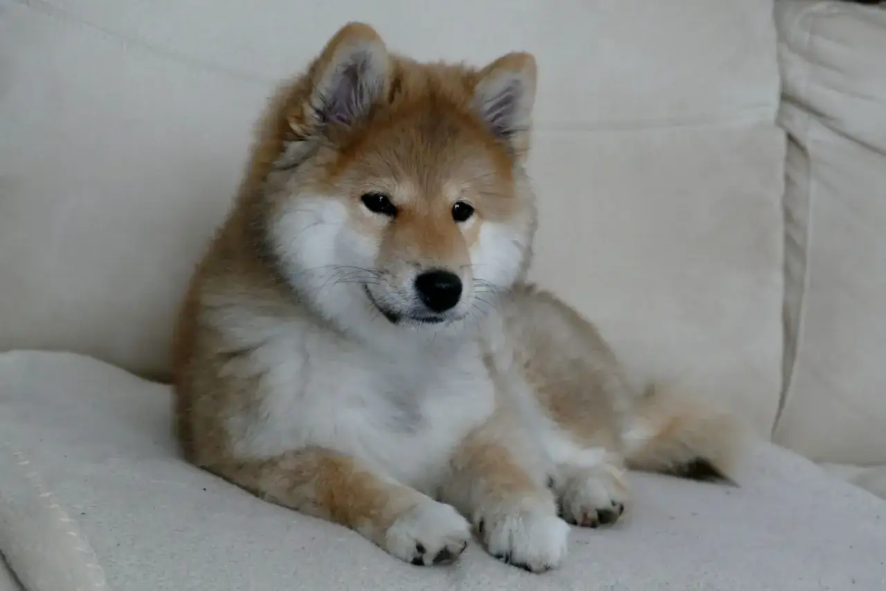 Uroczy szczeniak rasy shiba inu z naszej hodowli odpoczywa na kanapie, wyglądając jak mały lis.