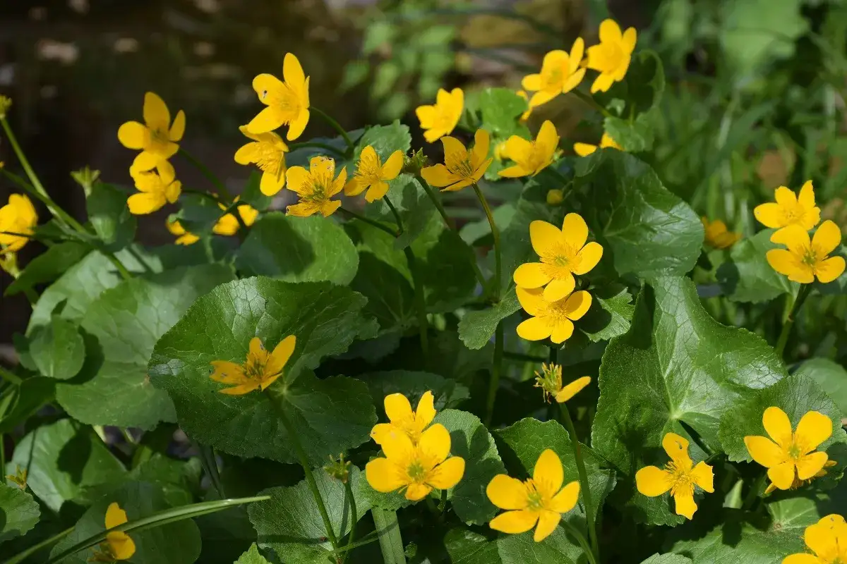 Leuchtend gelbe Blüten von winterharten Teichpflanzen wie Sumpfdotterblumen entfalten sich im satten Grün.