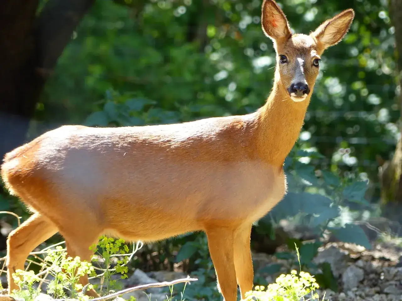 Une jeune biche, membre de la famille du chevreuil, se tient dans une clairière ensoleillée, le regard curieux.