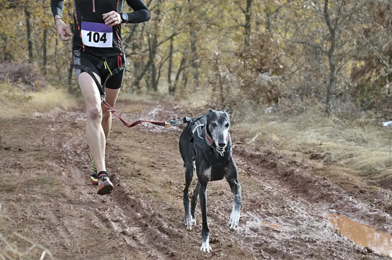 Un coureur et son chien galgo participent à une course de canicross sur un sentier boueux.