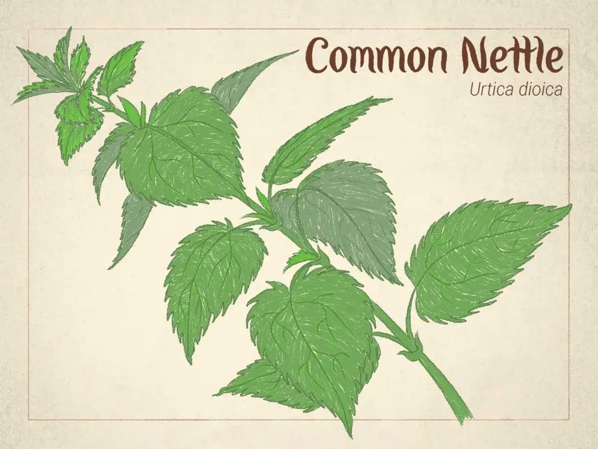 Illustrazione botanica di un ramo di ortica velenosa (Urtica dioica) con foglie verdi dentellate.