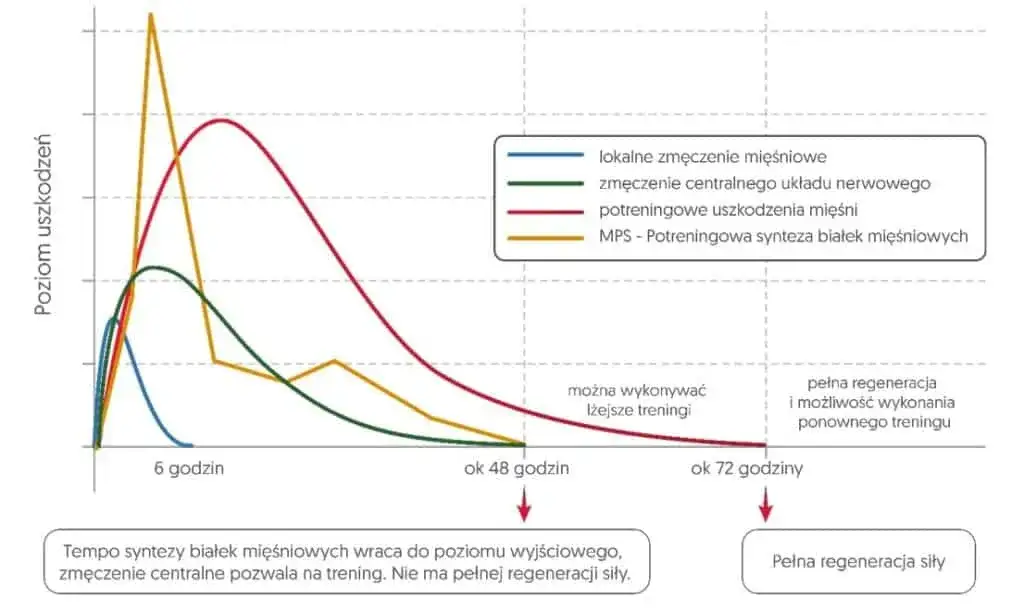 Uszkodzenia mięśni po treningu, synteza białek mięśniowych