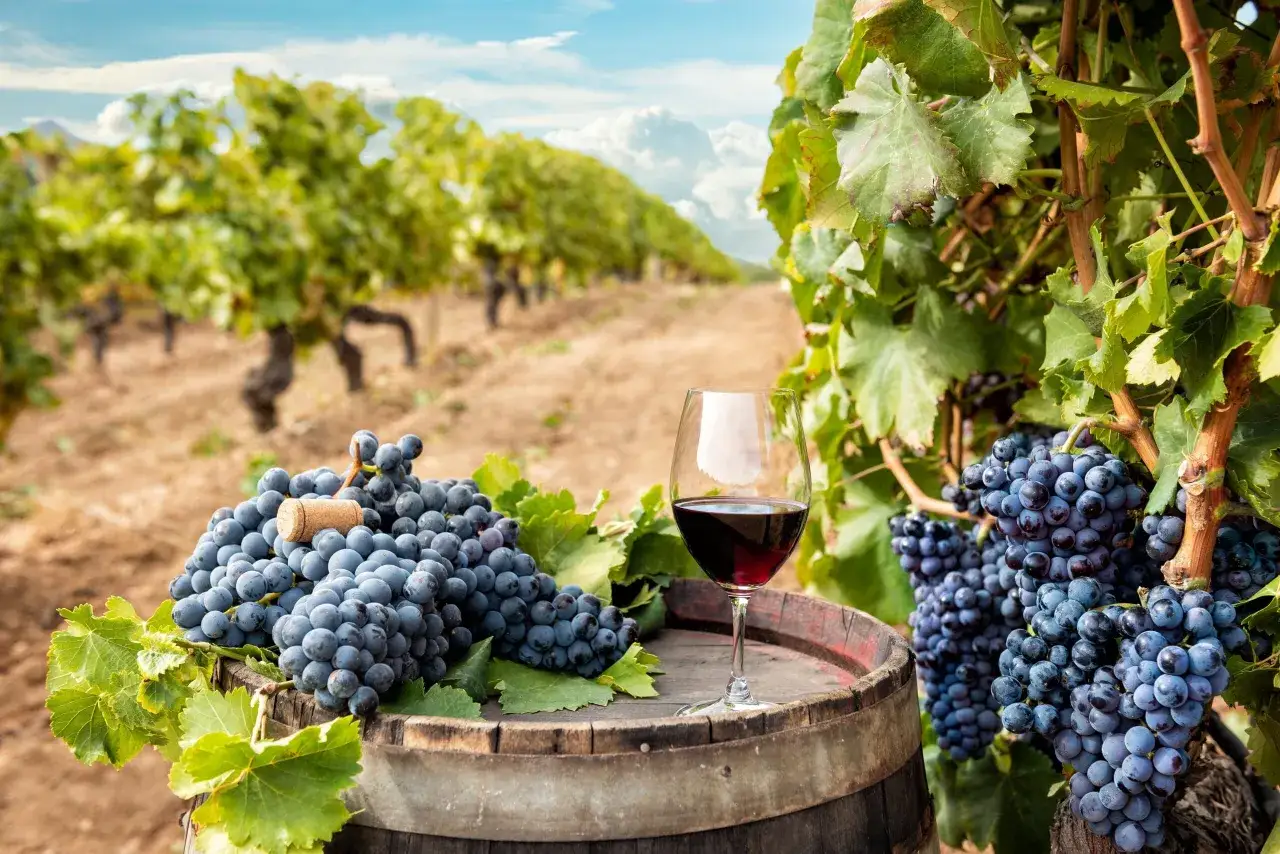 Kieliszek czerwonego wina i kiście winogron na beczce w winnicy. Idealne na degustację **cannonau**.