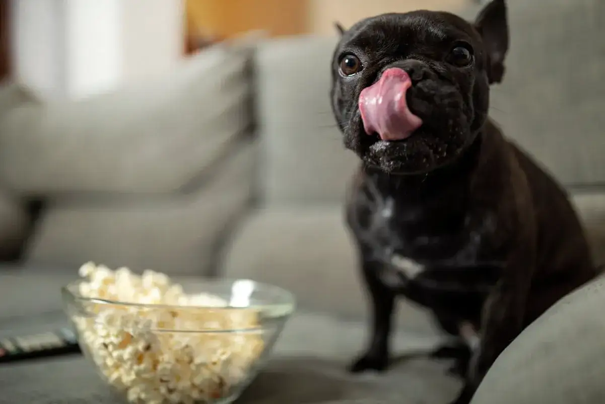 Czarny buldog francuski z językiem na nosie patrzy na miskę popcornu, zastanawiając się, czy pies może jeść popcorn.