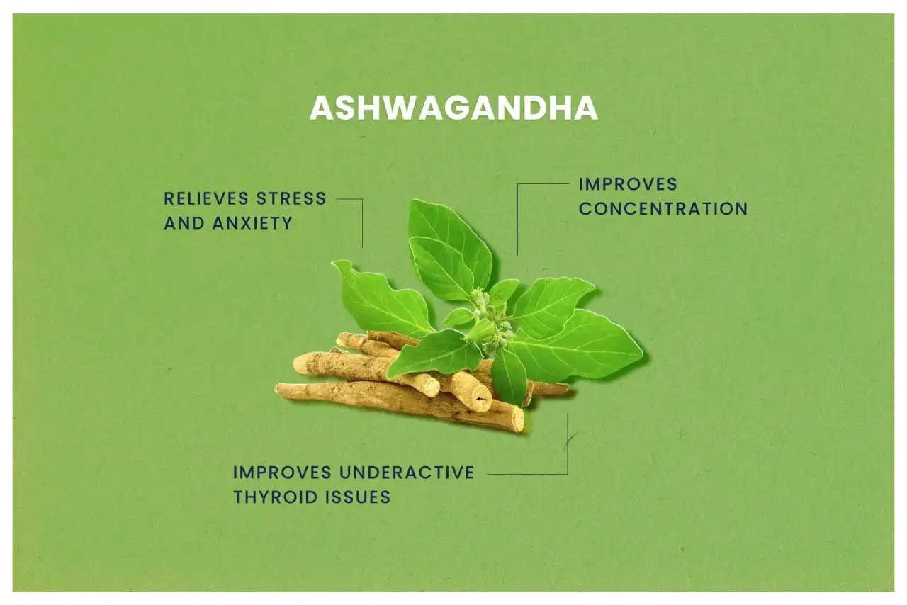 Ashwagandha: łagodzi stres, poprawia koncentrację i wspiera tarczycę.