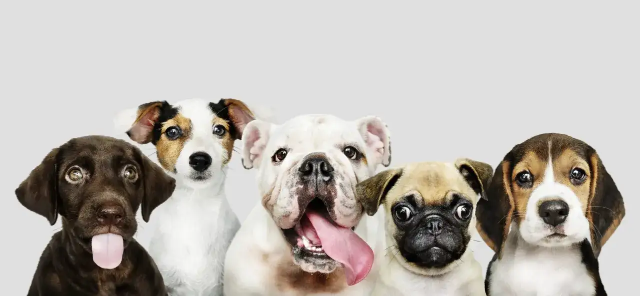 Pięć uroczych szczeniąt, idealnych do wyboru imienia dla małego psa. Czekoladowy labrador z wystawionym językiem, terier, buldog, mops i beagle.