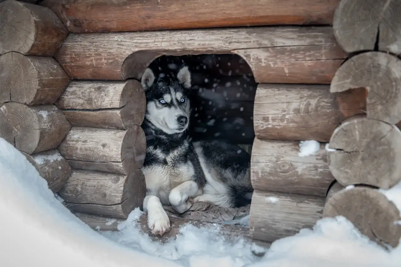 Husky z niebieskimi oczami odpoczywa w drewnianej budzie. Zastanawiasz się, jak ogrzać budę dla psa? Ta przytulna chatka to dobry początek.