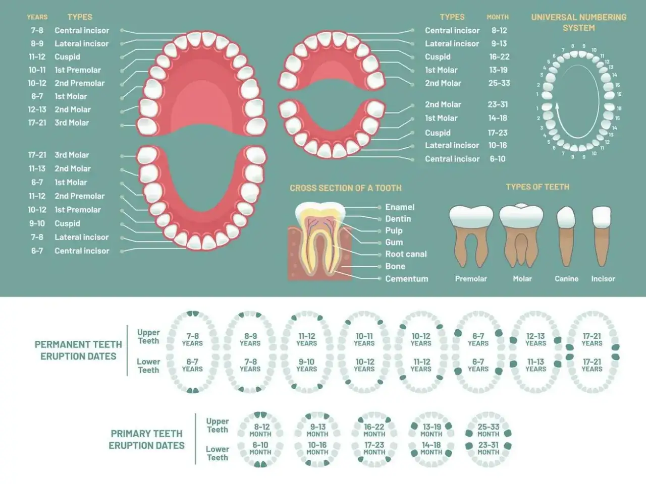 Diagrama de dientes humanos con nombres, edades de erupci&oacute;n y secci&oacute;n transversal. Una mordida profunda se puede observar en la dentici&oacute;n.