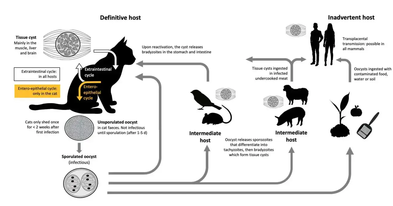 Cycle de vie d'un parasite chez le chat, l'homme et d'autres hôtes. Le chat est l'hôte définitif, transmettant le parasite à l'homme (hôte involontaire) via des oocystes.
