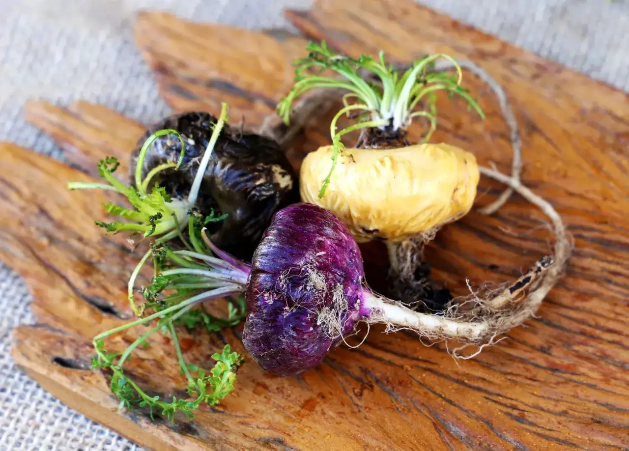 Maca negra, morada y amarilla con raíces, mostrando la diversidad de esta planta andina y sus valiosas propiedades.