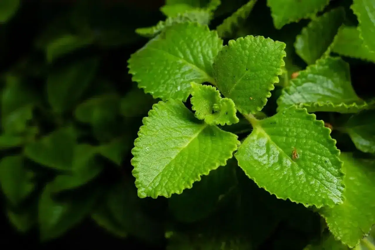 Liście oregano kubańskiego, które dodają smaku potrawom.