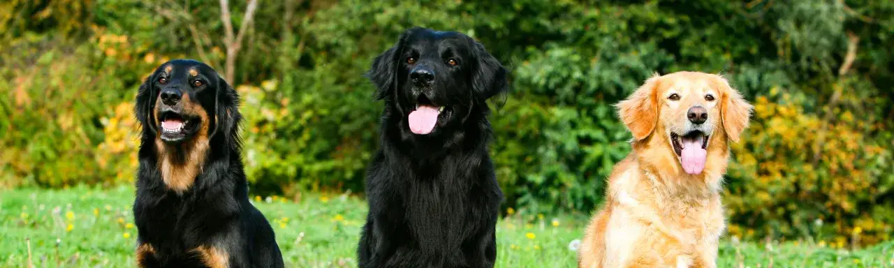 Drei Hunde im Freien: Ein schwarzer Hovawart mit braunen Abzeichen, ein schwarzer Hovawart und ein goldener Retriever.