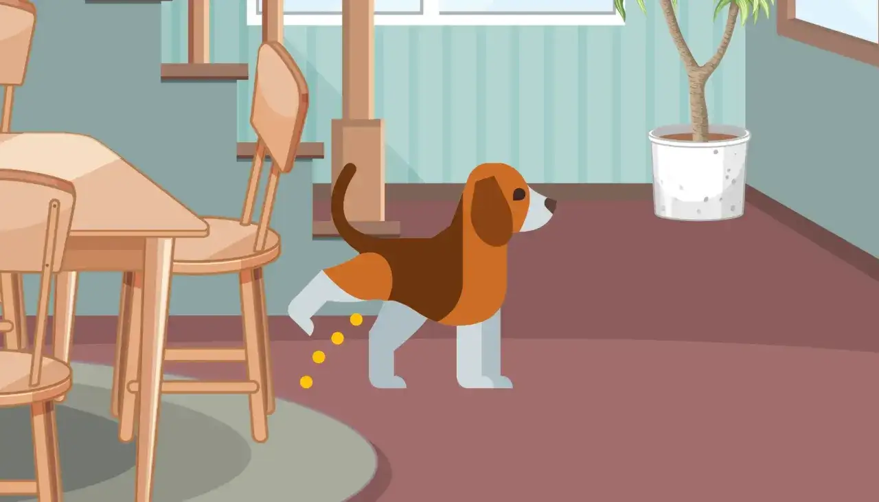 Un chien fait pipi dans la maison, soulevant une patte. Ce comportement peut soulever la question : pourquoi mon chien fait pipi dans la maison ?