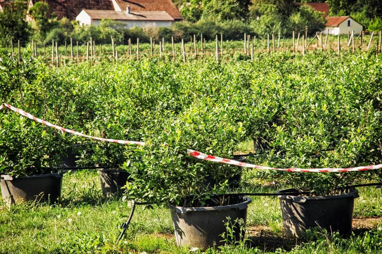 Reihen von jungen Heidelbeerstr&auml;uchern in gro&szlig;en T&ouml;pfen auf einem Feld. Ein rotes und wei&szlig;es Absperrband verl&auml;uft &uuml;ber die Pflanzen. Der Heidelbeeren Standort ist l&auml;ndlich mit H&auml;usern im Hintergrund.