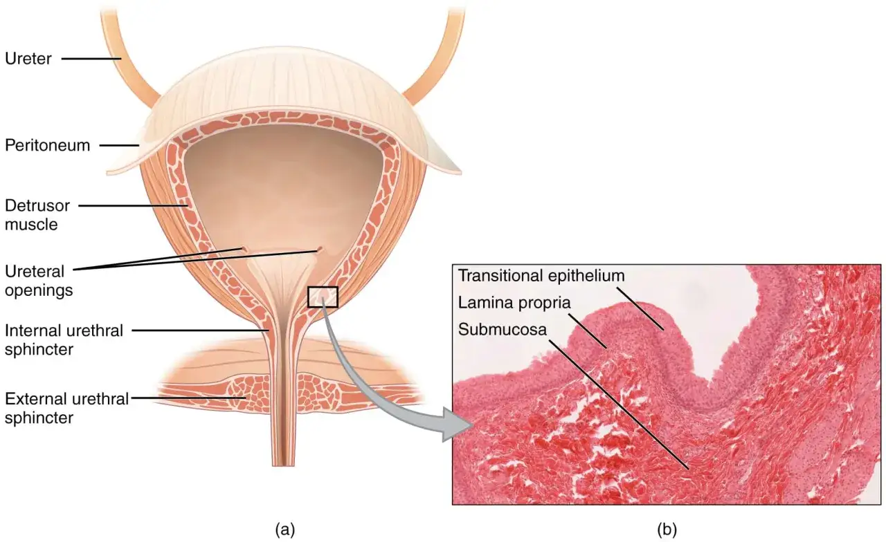 Anatomia pęcherza moczowego i cewki moczowej. Zrozumienie tych struktur pomaga w identyfikacji nietrzymanie moczu objawy.