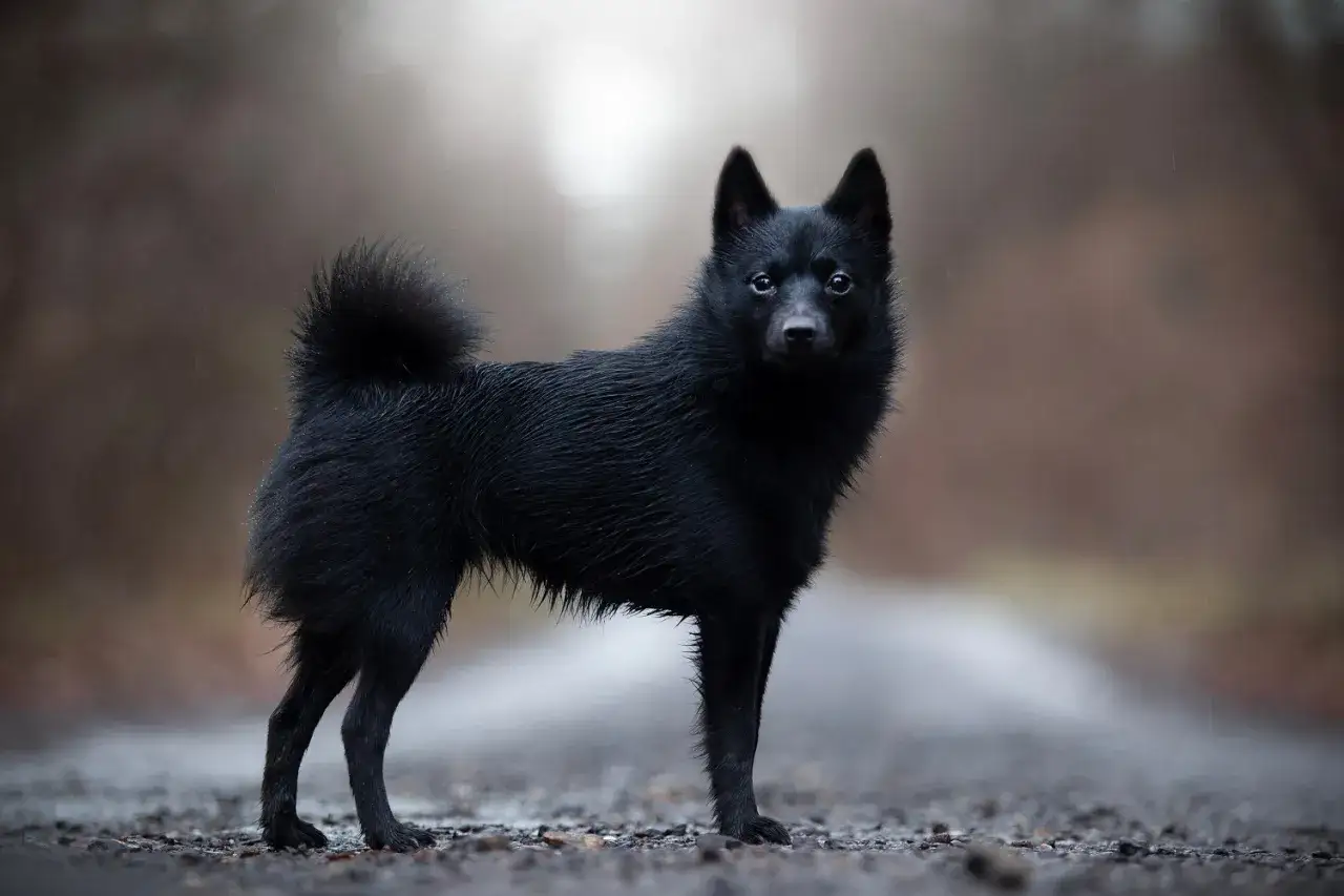 Czarny pies rasy Schipperke stoi na mokrej drodze, jego sierść lśni w deszczu.