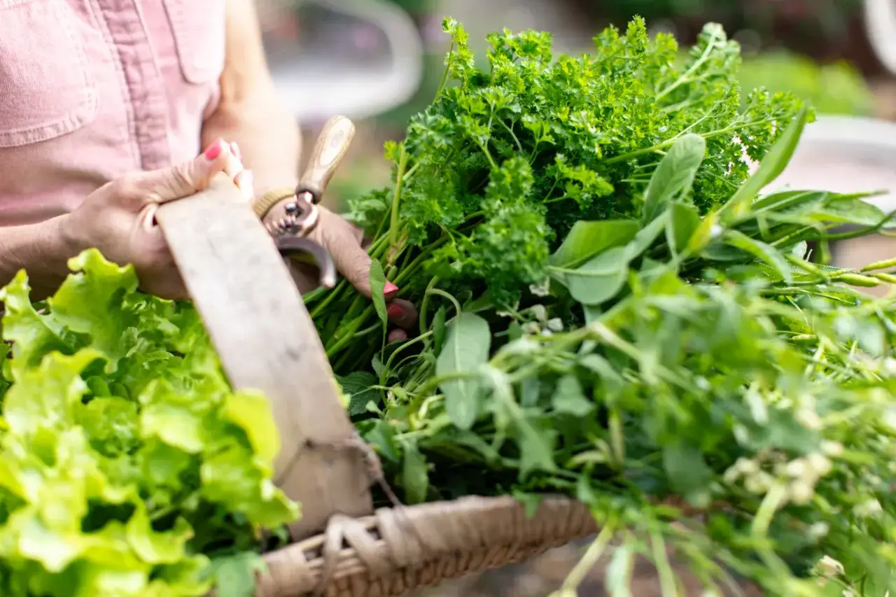 Hands gather a bounty of fresh greens, including vibrant lettuce and fragrant parsley, from a basket.