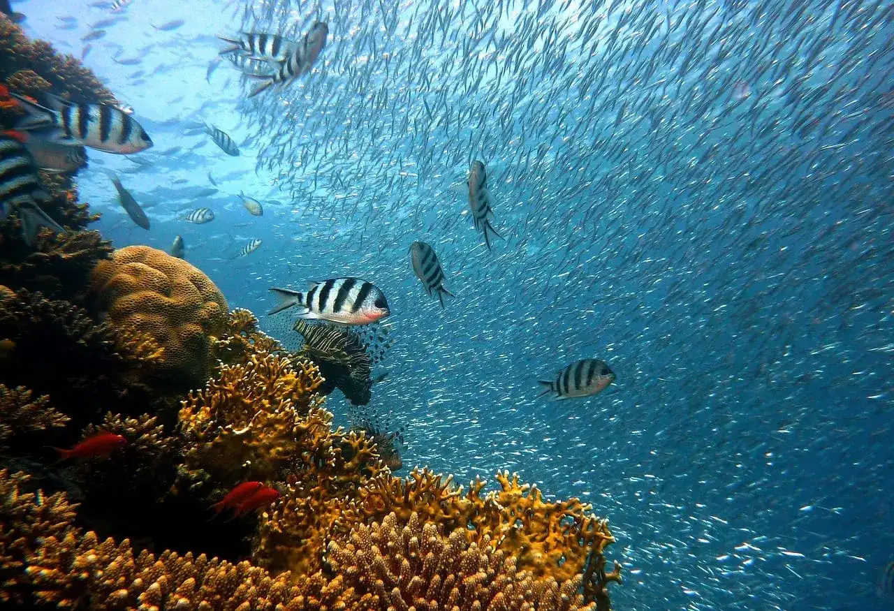 Zdjęcie Oceanarium Sopot - Fascynujące życie morskie i atrakcje turystyczne