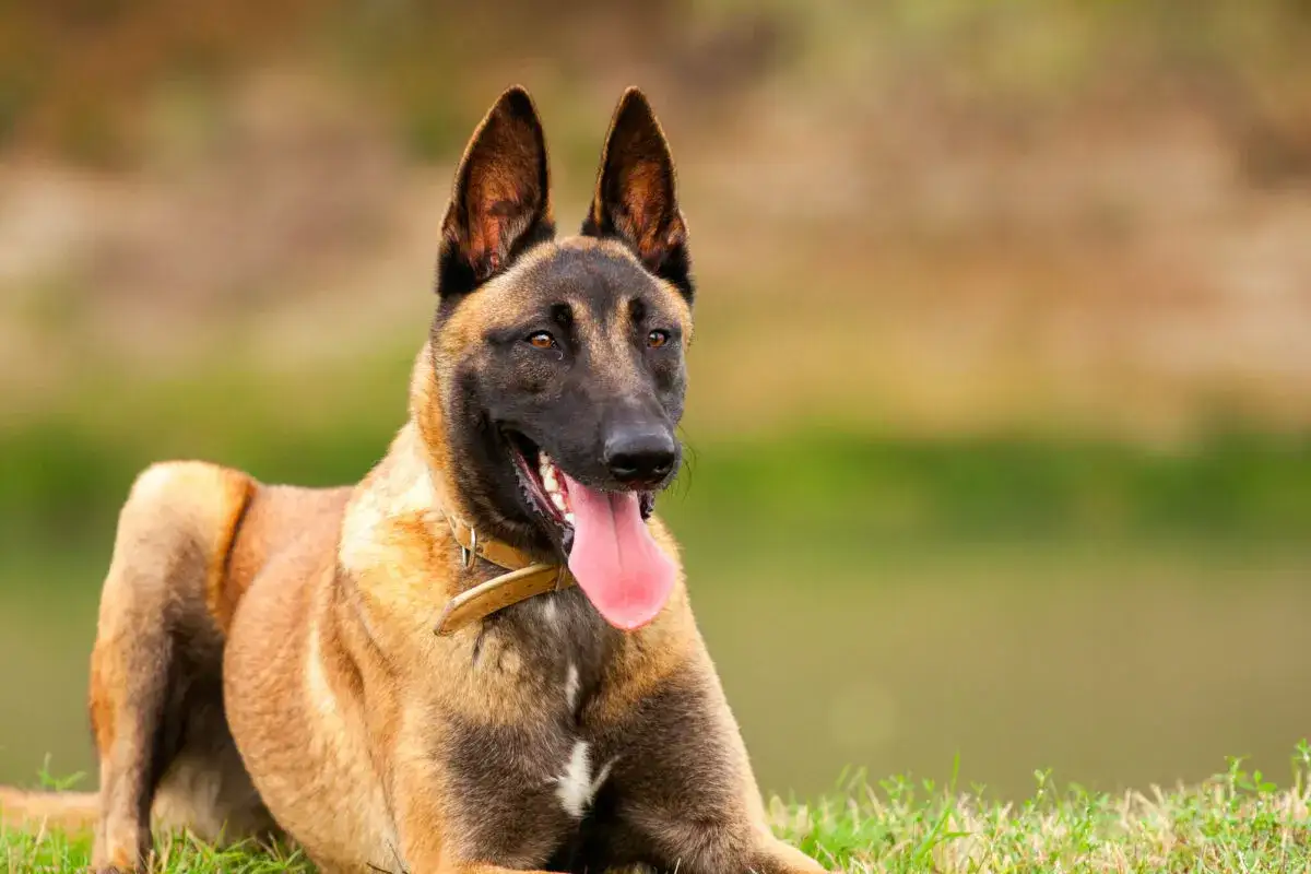 Un chien de garde méchant, un Malinois aux oreilles dressées, halète sur l'herbe. Son regard intense et sa langue pendante suggèrent une vigilance constante.