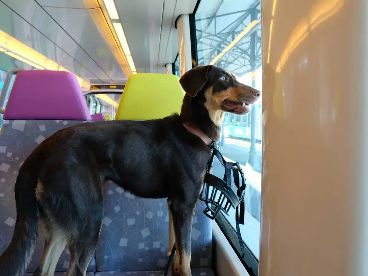 Un chien au museau noir et aux yeux bleus, assis dans un tramway, regarde par la fenêtre. Il semble profiter de son voyage, un vrai chien gratuit.