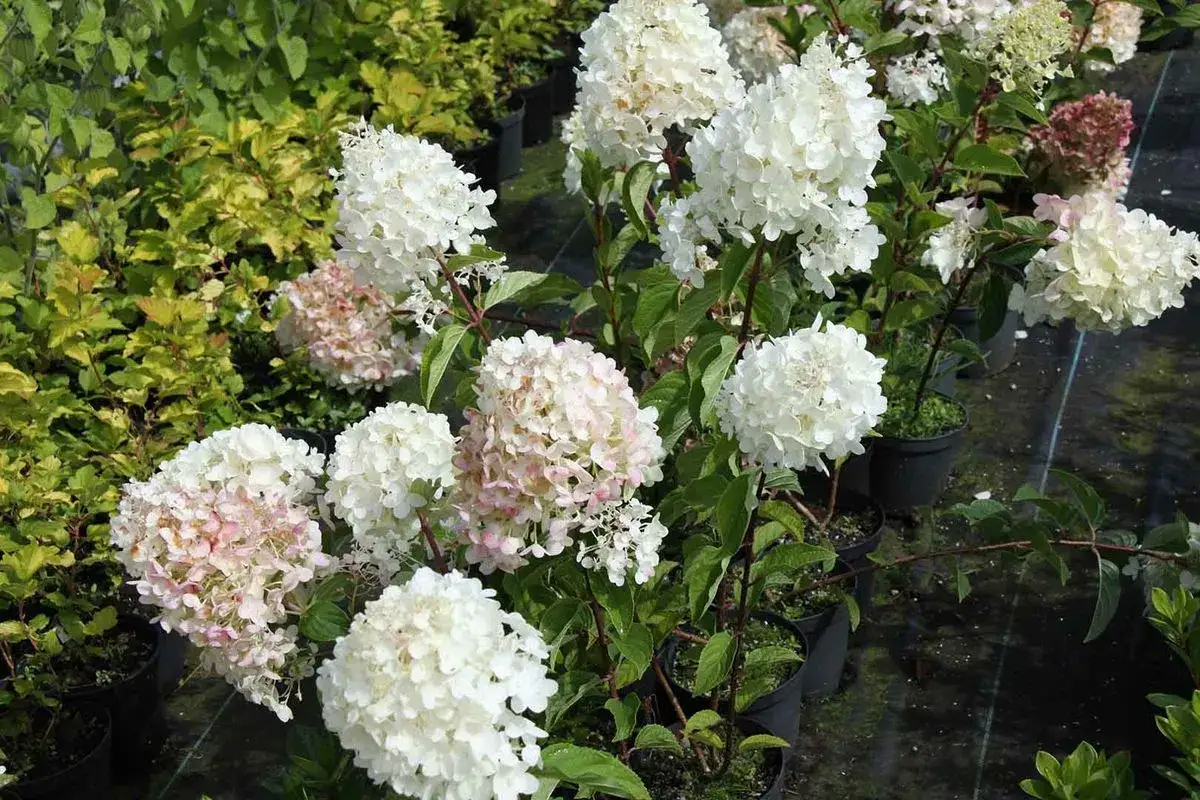 Un grupo de hortensia blanca, algunas con toques rosados, florecen en macetas negras.