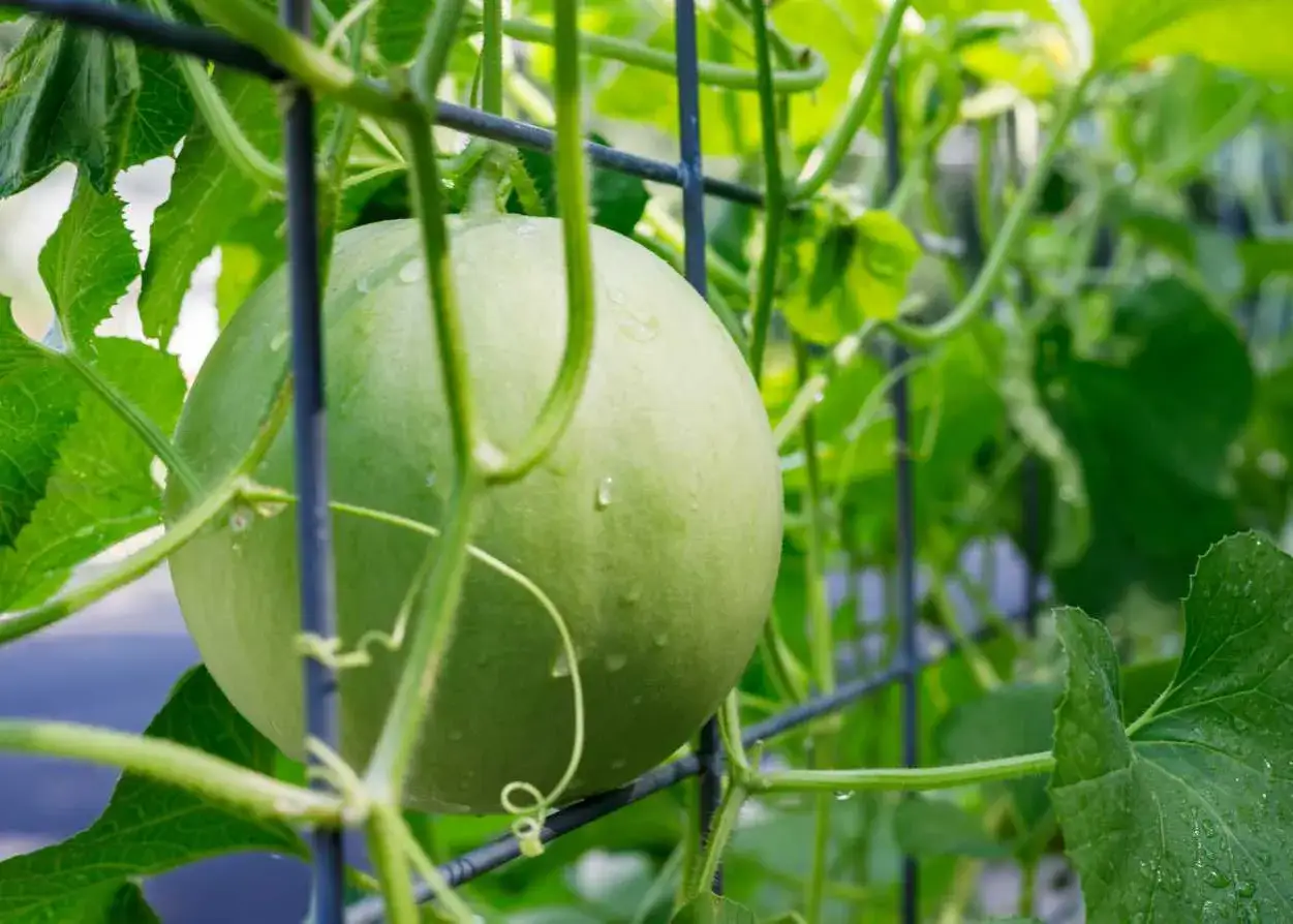 Un jeune melon vert, encore en pleine croissance, s'accroche à son treillage. Ce plan de melon promet une récolte savoureuse.