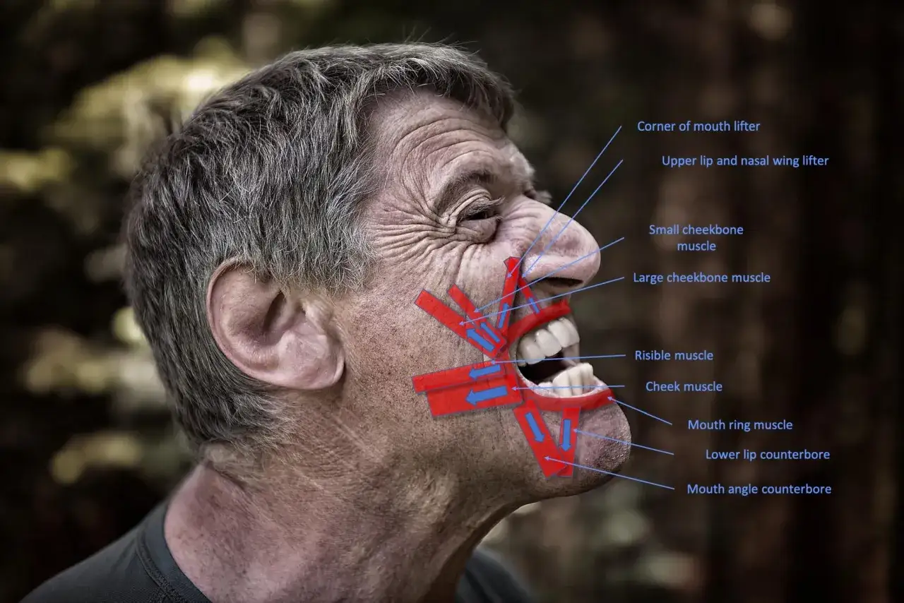 Anatomia twarzy z zaznaczonymi mięśniami brody i policzka.