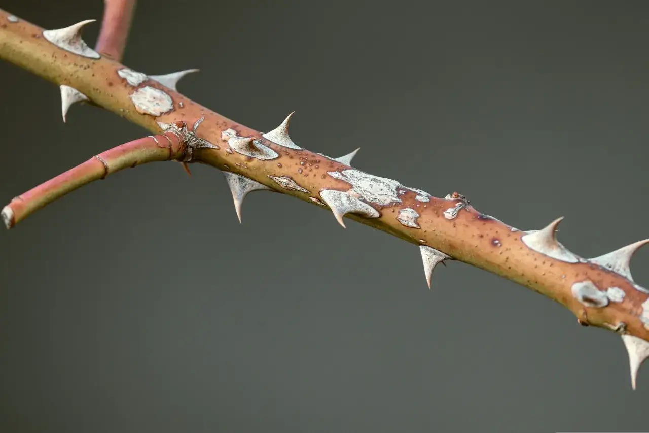Nahaufnahme eines Astes, der zeigt, wie rosen dornen oder stacheln haben. Die spitzen Dornen ragen scharf aus dem braunen Ast.