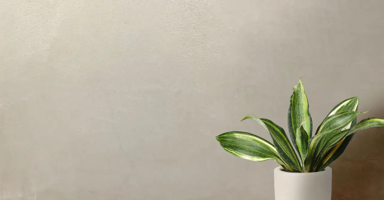 Un angolo di casa con un vaso di Sansevieria su un muro con intonaco a calce grezzo.