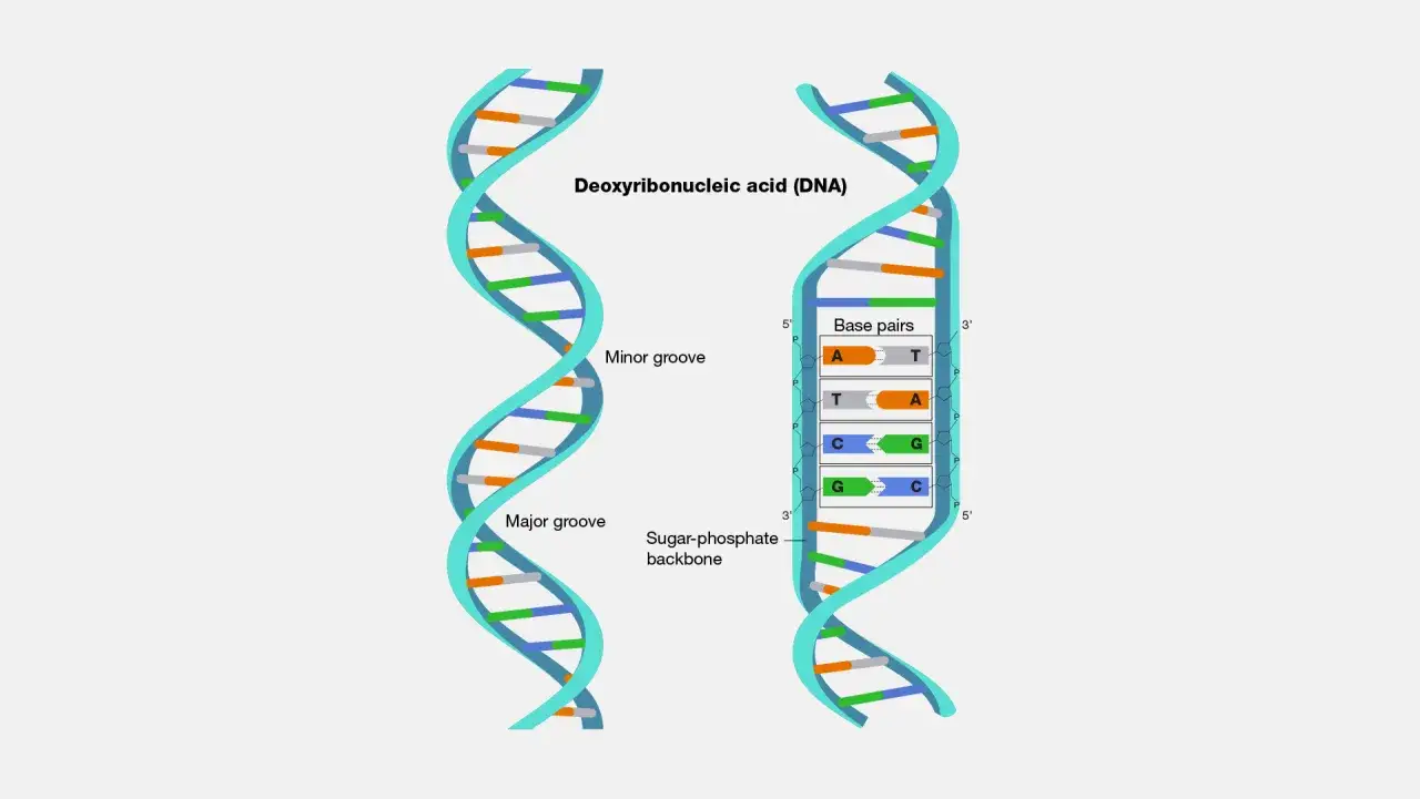 Estructura de doble hélice de la molécula ADN, mostrando surcos mayor y menor, y pares de bases A-T y C-G.