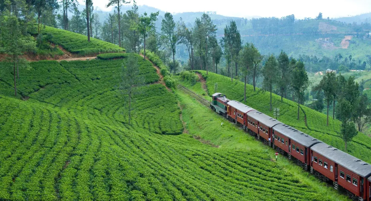 Un tren rojo serpentea por exuberantes plantaciones de té en Sri Lanka, un paisaje verde y montañoso.