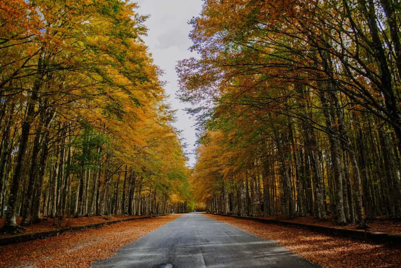 Strada che attraversa una faggeta del Monte Amiata in autunno, con foglie dorate e un tappeto di foglie cadute.