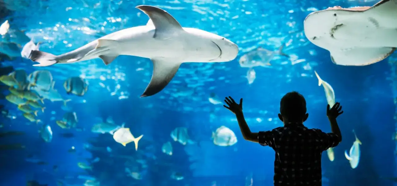 Chłopiec z zachwytem obserwuje rekiny i płaszczki w oceanarium. Wspaniałe wrażenia, polecam oceanarium w Międzyzdrojach!
