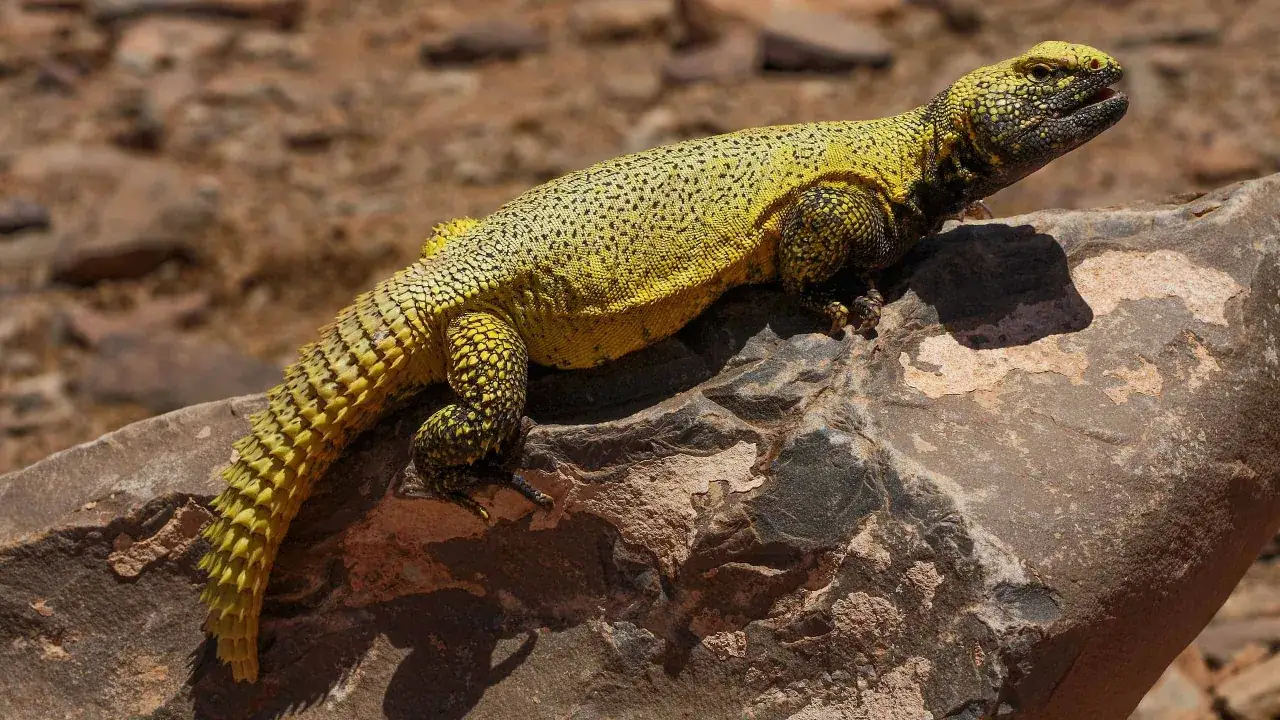 Un lagarto de cola espinosa de color amarillo brillante con manchas negras descansa sobre una roca en un paisaje desértico.