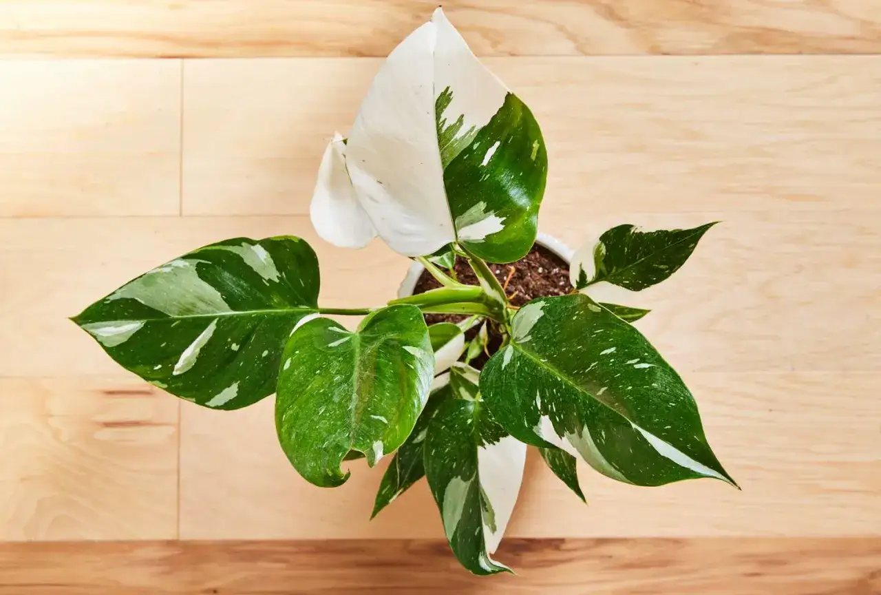 Philodendron White Princess z liśćmi w odcieniach bieli i zieleni, z białymi plamkami, prezentuje się majestatycznie na drewnianym tle.