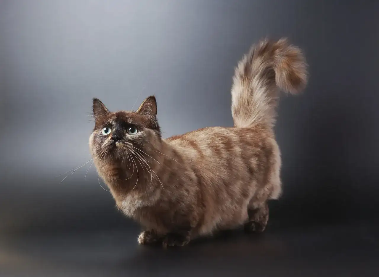 Un adorabile gatto bassotto dal pelo folto e color cioccolato, con occhi verdi penetranti, guarda in alto con curiosità.