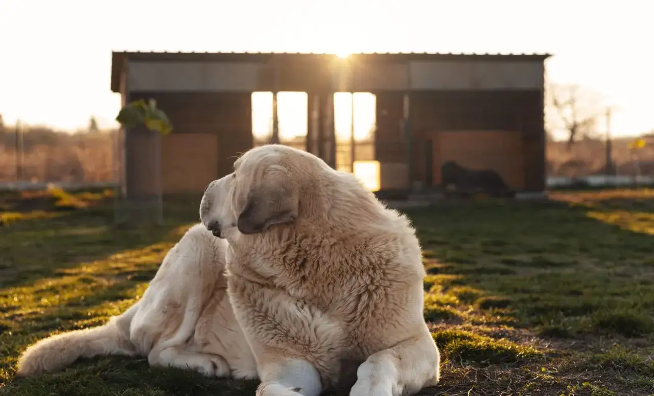 Un grand chien blanc se repose dans l'herbe au soleil couchant, pr&egrave;s d'une cabane. L'endroit parfait o&ugrave; partir avec son chien en week-end.